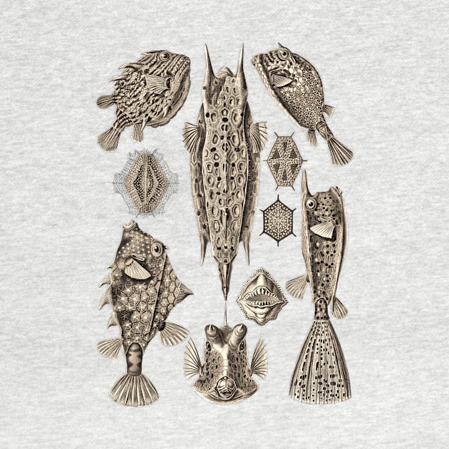 Ernst Haeckel Ostraciontes Fish  Wenge by Scientistudio